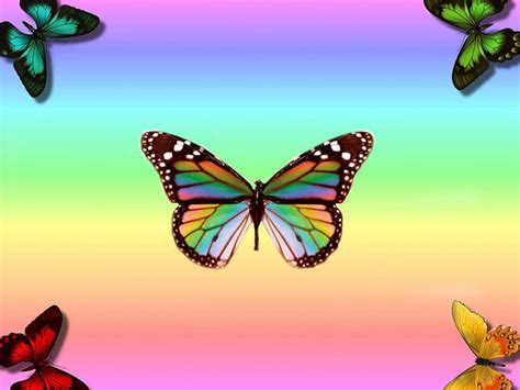 RAINBOW BUTTERFLIES, COLORFUL, ANIMALS, RAINBOW, BUTTERFLIES, HD wallpaper | Peakpx