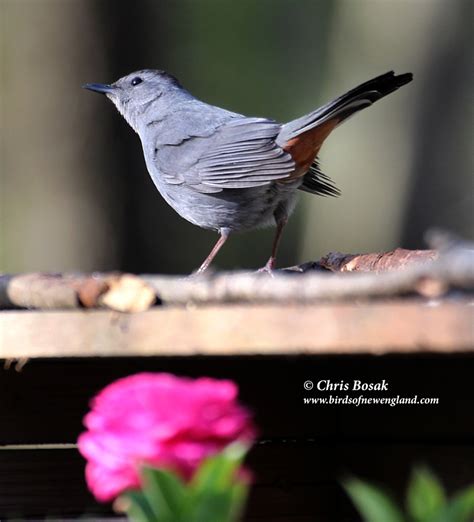 Birds of New England.com | New England wildlife photos and stories ...