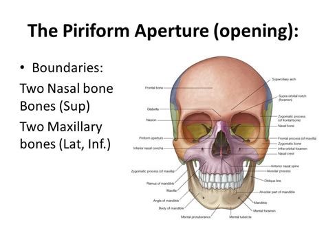 Piriform Anatomy - Anatomical Charts & Posters