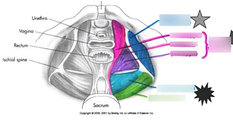 true pelvis muscle Diagram | Quizlet