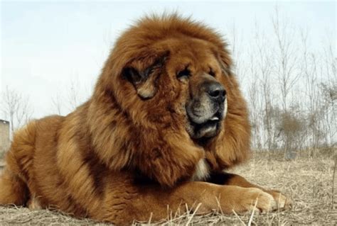 Tibetan Mastiff: The Nomadic Guardians of Tibet (Breed Guide)