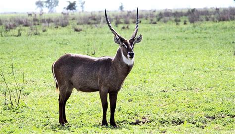 gorongosa-national-park-animals-mozambique-civil-war-1600 - Futurity