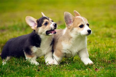 Corgi Dog Wallpaper - WallpaperSafari