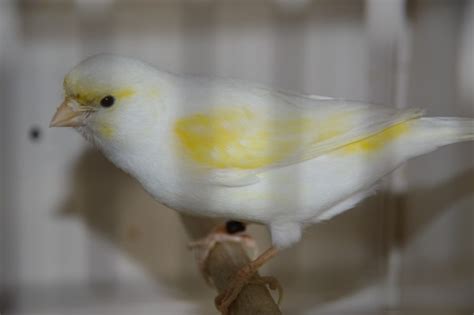 Canari Blanc Mosaîque Jaune - Centerblog