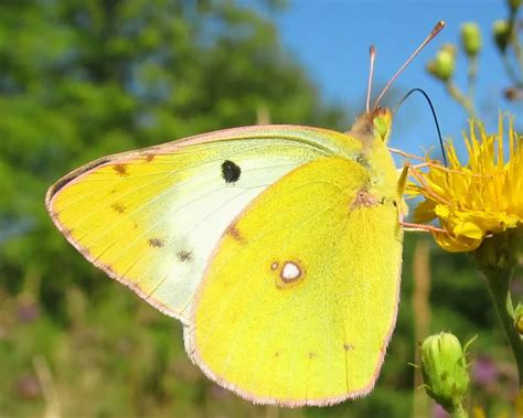 Colias hyale - Facts, Diet, Habitat & Pictures on Animalia.bio