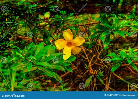 A Beautiful Flowers in the Fild Stock Image - Image of plant, tree ...