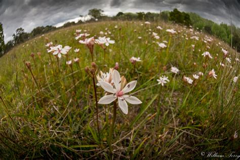 Walk on Country with Dja Dja Wurrung Traditional Owners – Visit Macedon ...