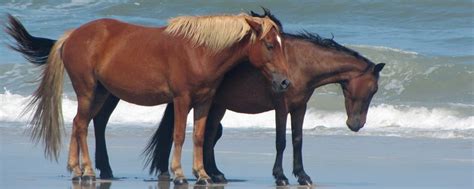 Spanish Mustang History | Corolla Wild Horses | Corolla Wild Horse Fund