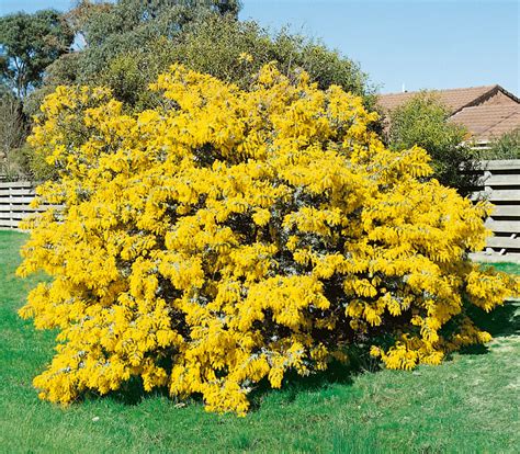 Acacia 'Cootamundra Wattle' 10" Pot - Hello Hello Plants