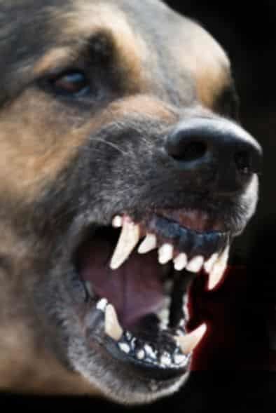 Attack By A Dangerous Dog and the Use of Deadly Force - USA Carry