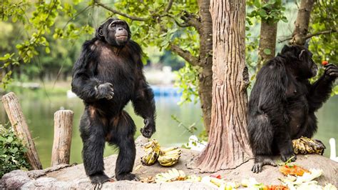 Chimpanzees' habits, habitats, and intelligence studied | Britannica