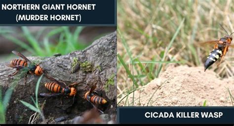 Cicada killer vs. Northern giant hornet | Ehrlich Pest Control