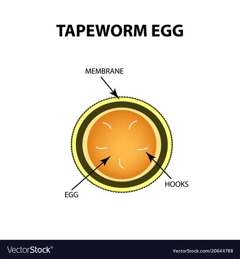 Anatomy Of A Tapeworm - Anatomy Book