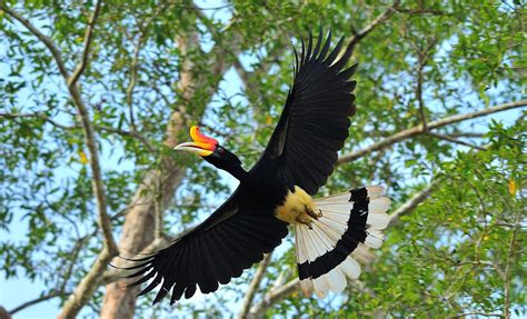 The Rhinoceros Hornbill Facts