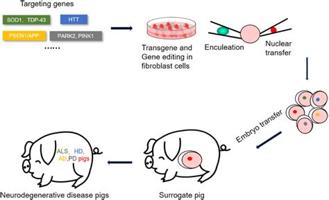 Flow chart of transgenic and gene editing using SCNT to construct ...