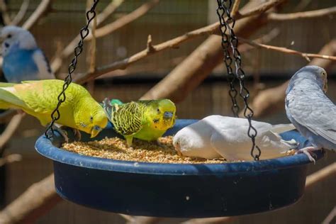 What Do Parakeets Eat? And What Shouldn't Parakeets Eat? - Embora Pets