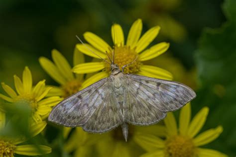 Kann jemand diesen Falter bestimmen? Foto & Bild | natur, insekten ...