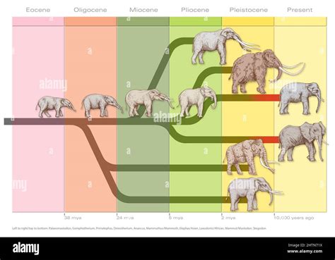 Elephant evolution, illustration Stock Photo - Alamy