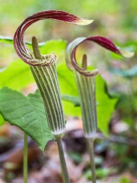 Jack-In-The-Pulpit Propagation – How Does Jack-In-The-Pulpit Reproduce