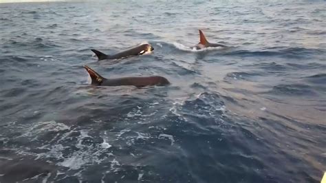 The elusive and newly discovered species of Orca, “Type D”, filmed for ...