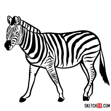 How to draw a Zebra | Wild Animals | Wild animals drawing, Animal sketches, Cute animal drawings