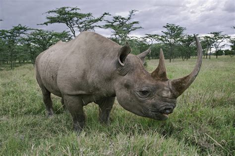 Black rhinoceros - gadgetsxoler