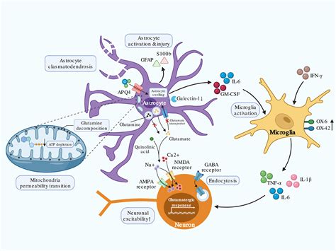 Mechanisms of immune effector cell‐associated neurotoxicity syndrome after CAR‐T treatment - Gu ...