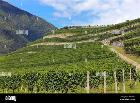 wine growing in south tyrol near bressanone Stock Photo - Alamy