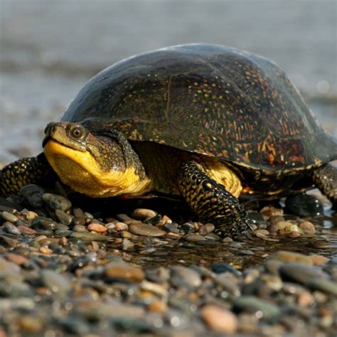 Northern Map Turtle | Wildlife Preservation Canada