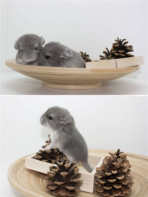 30 baby chinchilla Pictures That Will Simply Destroy You With Cuteness