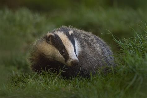 The NHBS Guide to UK Mustelid Identification