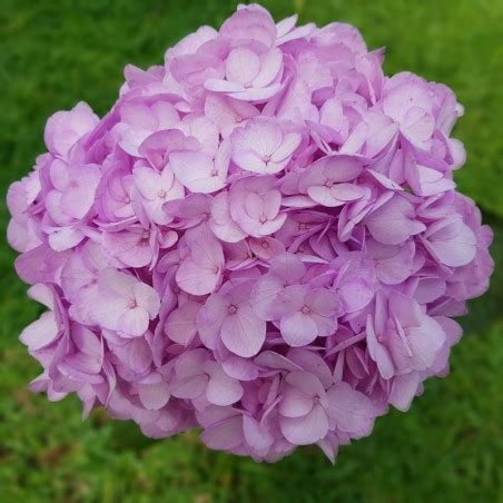 Lavender Hydrangeas in a Box - Weddings-Birthdays-Gifts-Decoration