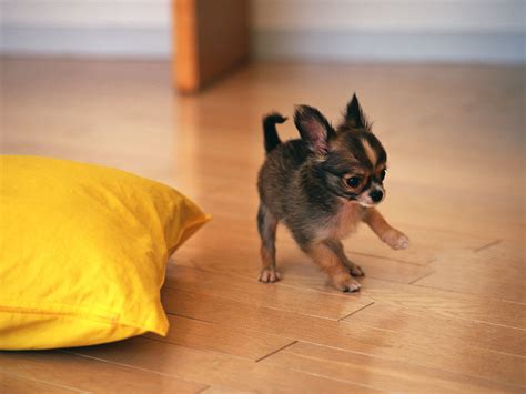 How to Care for and Train Chihuahua Dog | Dog Training