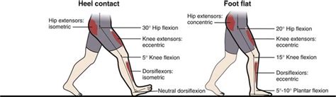 Fundamentals of Human Gait | Musculoskeletal Key