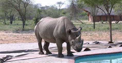 The Hamblins' Tales of African Adventure: Khama Rhino Sanctuary Part II: Rhino at the Water Hole