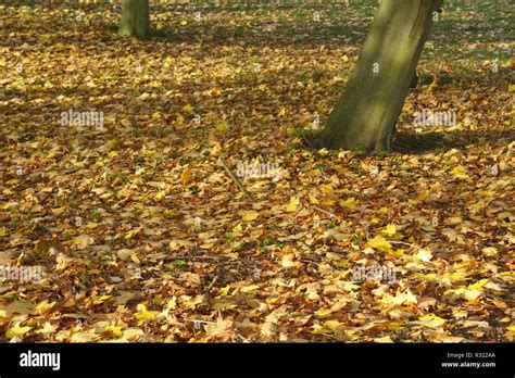 Autumn in Highfields Park, Nottingham, England Stock Photo - Alamy