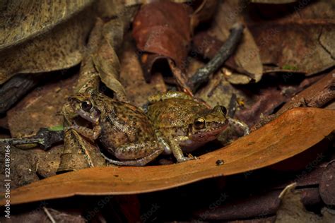 Greenhouse frog Stock Photo | Adobe Stock