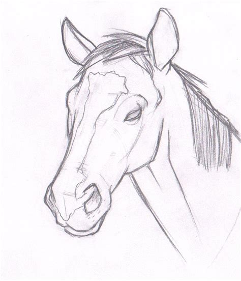 Horse Head | Horse head drawing, Horse sketch, Horse art print