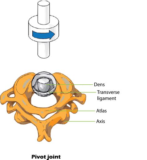 Form Of Pivot Joint Synovial Joints