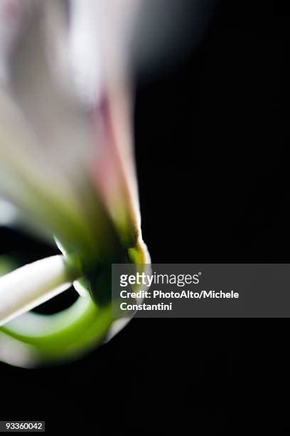 Peduncle (Botany) Photos and Premium High Res Pictures - Getty Images