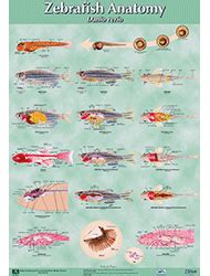 Zebrafish Anatomy Poster | Animal science, Anatomy, Poster