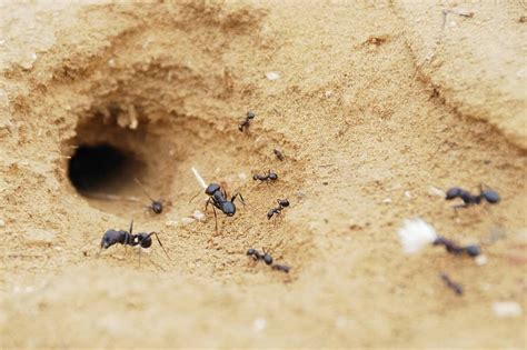 Ant Facts for Kids: Facts About Ants for School Projects