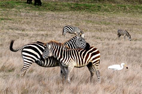 Hearst Castle Zebras Photograph by Jose M Beltran - Pixels