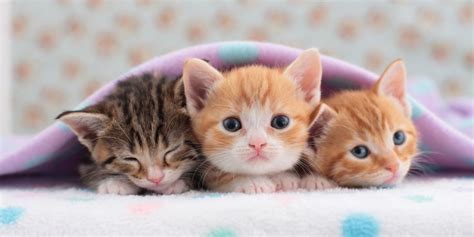 Cats that Stay Small - Tiny Kittens For Your Tiny Home