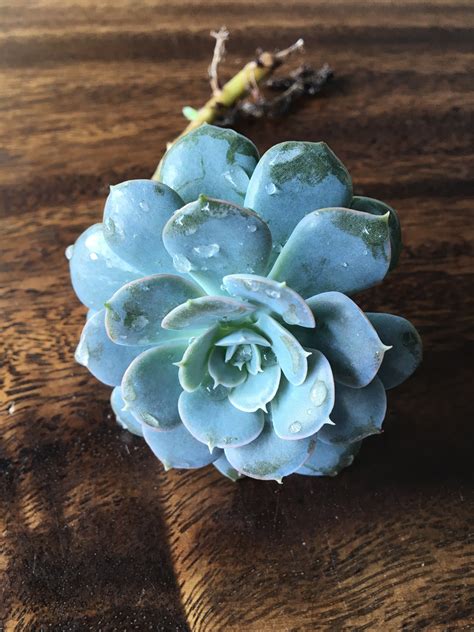 Echeveria Succulent