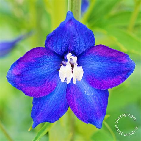 In and Out of the Garden: Birth Flower for July - Delphinium (Larkspur)