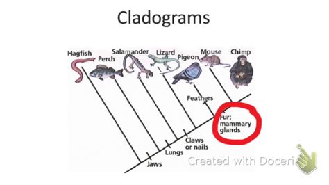 How to read a cladogram? - YouTube