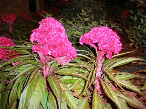 Coxcomb | Flowers, Plants, Love-lies-bleeding