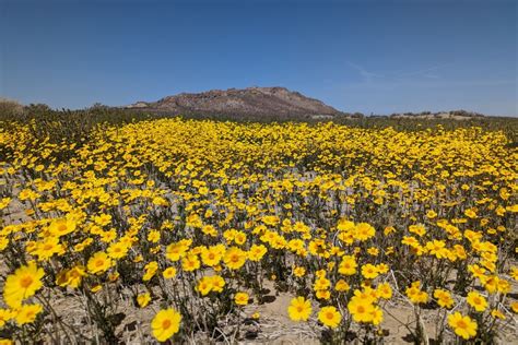 Wildflowers bloom on hiking trails in Southern California - Los Angeles ...