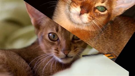 Abyssinian cat. History,Personality,Care Coat, Color And Grooming - YouTube